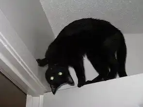 谁能告诉我,黑猫到底是哪个次元的生物