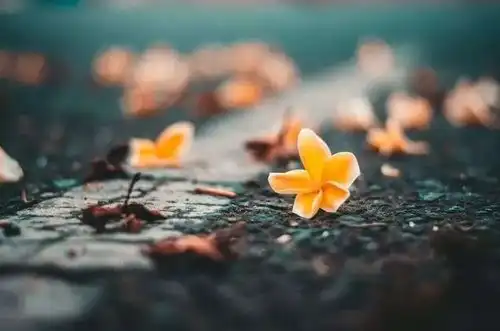 人生最好的状态随和随缘随心