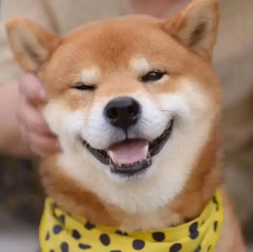 就是想养一只柴犬,买没有血统的柴犬行不行