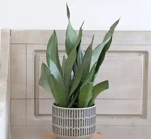 8种常见的净化植物,大部分品种都能在室内养好
