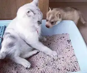 领养了一只哈士奇,到家后欺负家里的猫咪,主人扔了它的心都有