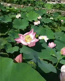 云阳县后叶镇荷塘经济别样红助农致富促增收