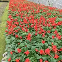青州市志合花卉苗木园艺场