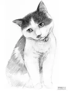 零基础学素描猫咪素描步骤详解
