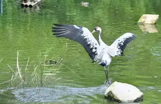 静与舞之.....丹顶鹤