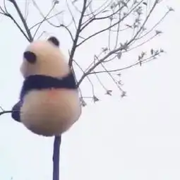 可爱熊猫头像还好我是个小胖子