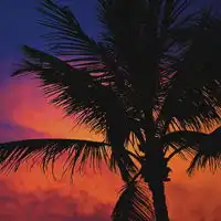 最美椰子树头像,海滩高清椰子树头像图片