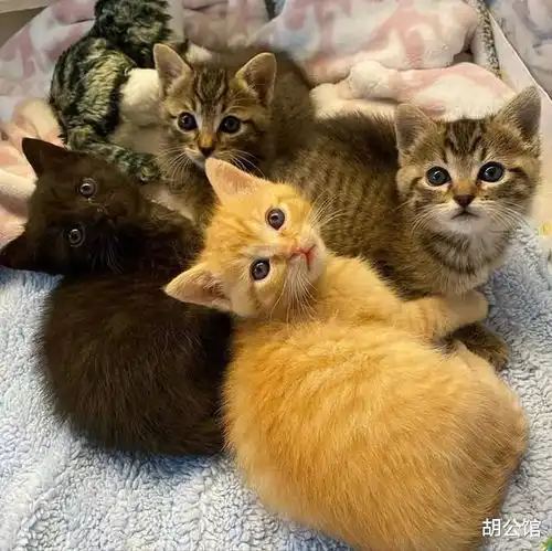 一窝里有四只小猫,橘猫弟弟凭借基因优势,独得铲屎官的宠溺