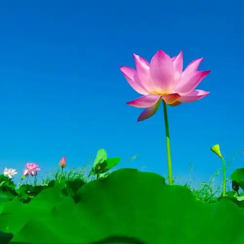 9月初,红鸾星动,桃花盛开,真爱降临的四大星座爱情