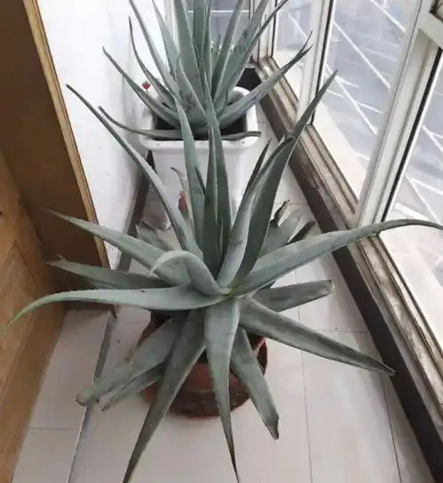 阳台养花,省心的植物,选择这几种,放养管理,非常好养绿植芦荟仙人球仙人掌网易订阅