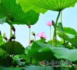 峨眉荷花别样红