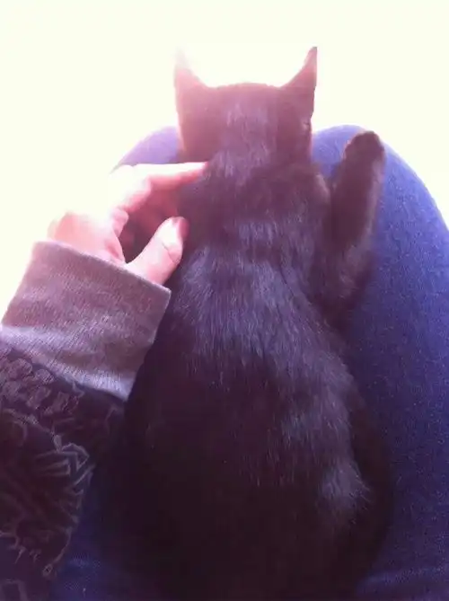 给流浪猫找家