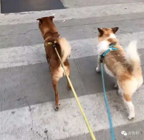 为什么这辈子一定要养只狗,这是我听过最好的答案