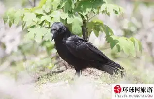揭秘日本高智商巨型乌鸦