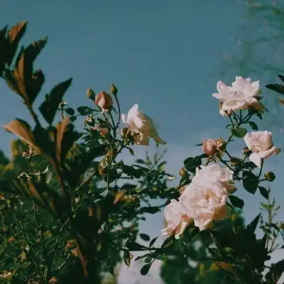 唯美鲜花图片这周你会收到一个风景静物头像我要个性网