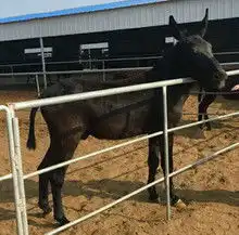广东肉驴图片