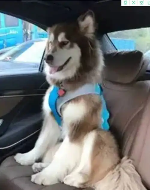 明星的狗怎么寻求开心