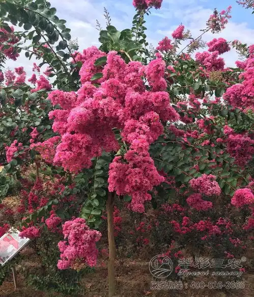 2019,彩化改变生活