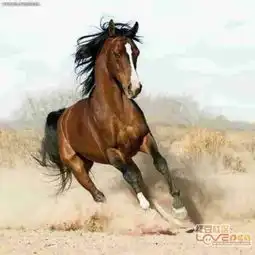 率名马访豆友