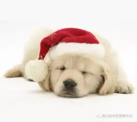 摄像师们,搭上自媒体这条船了吗