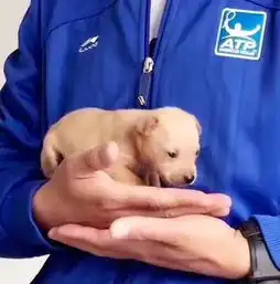 旺旺,你仅仅是条狗吗