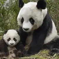熊猫头像真实可爱图片贱萌熊猫qq头像大全