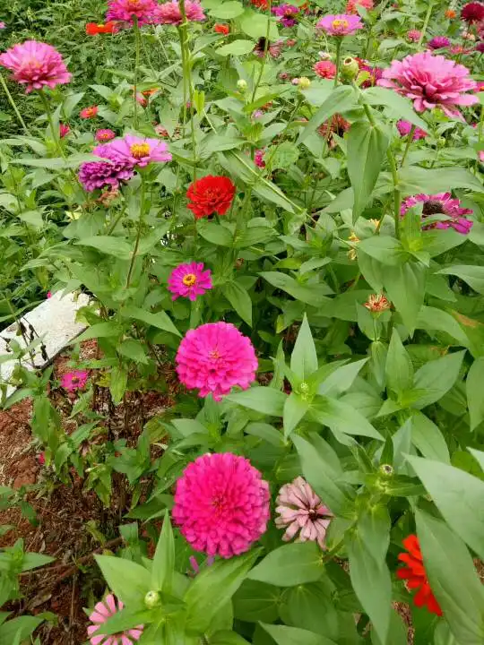 有什么好看花的图片想做微信头像