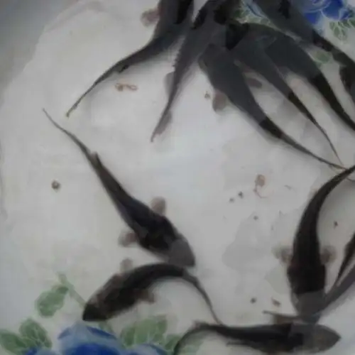 遵义青波鱼苗品种介绍