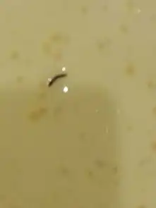 卫生间洗漱槽旁边老是出现这种虫子,好恶心,是什么呀