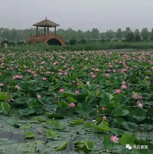 不一样的感动游西海湿地外一篇