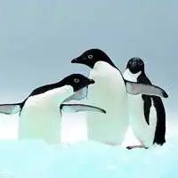 三只企鹅的头像