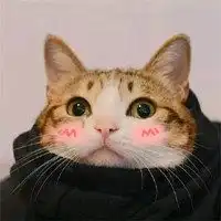 超萌小猫图片头像奶萌可爱小猫头像微信头像图片大全