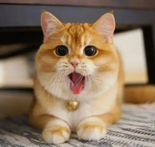 最容易发胖的5种猫,第一名竟然不是大橘