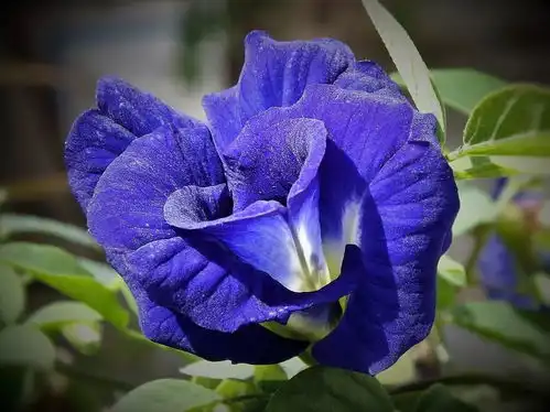 热点茶里有毒这茶里只有pantone2020年代表色而已啦