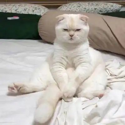 苏瓷可爱猫咪头像宠物可爱微微信头像我要个性网