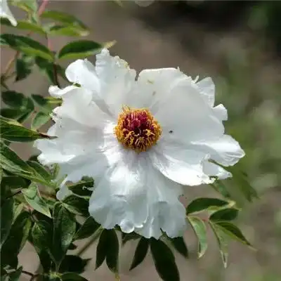 2023最新纯白干净白色花朵风景头风景静物头像我要个性网