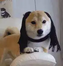 柴犬被主人打扮成如花,狗子瞬间就废了...
