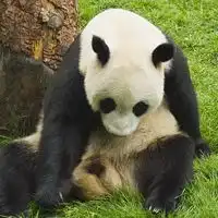 熊猫头像真实可爱图片贱萌熊猫qq头像大全