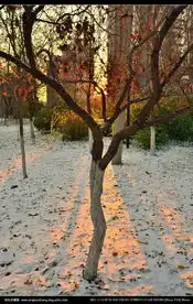 鸿毛羽学摄影之二十雪后晨