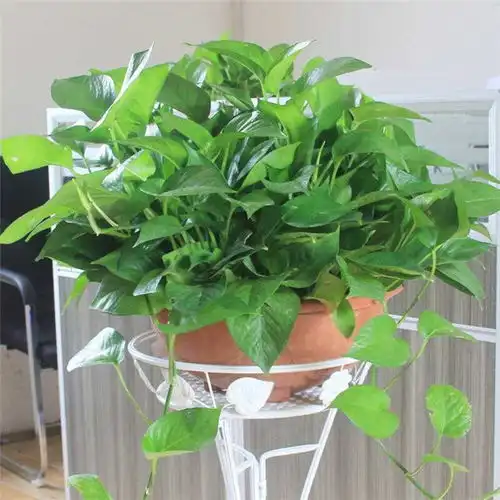 绿植绿植出租公司众芳园艺