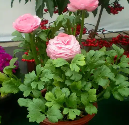 1种芹菜花,花朵硕大又美丽,漂亮似牡丹
