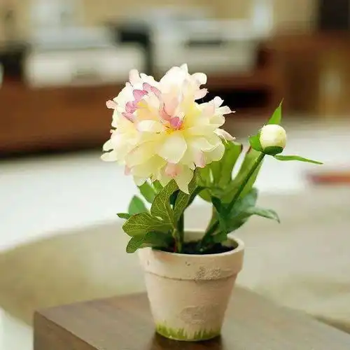牡丹花耐寒怕晒,秋种春发芽