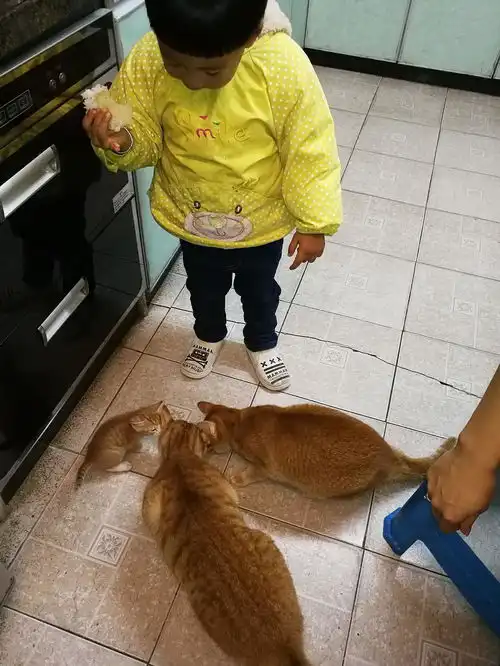 小橘猫小老虎