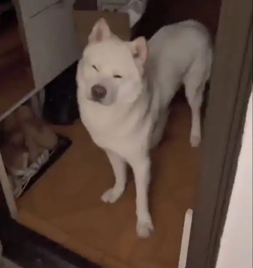 当你养了个很迟钝的狗子...哈哈哈这怕不是个傻子吧
