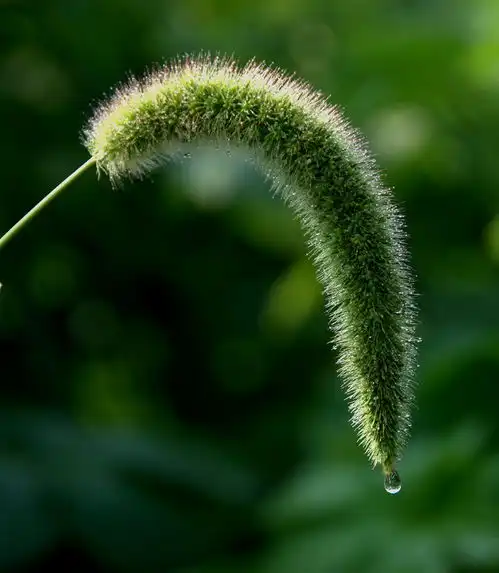 你不知道的狗尾巴草竟有如此大的作用