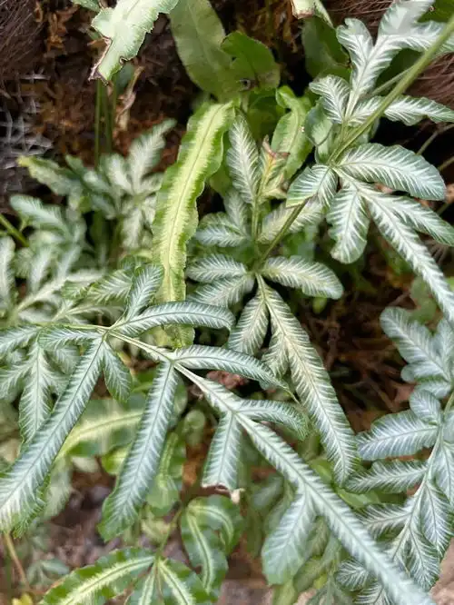 绿植周记阿森纳能让人多失望,绿植就能让人多惊喜