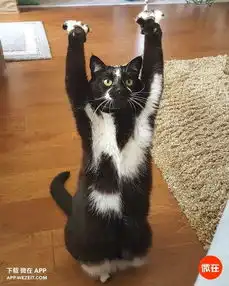 一只丧失了灵魂的猫,总是在做吾皇万岁的动作