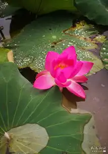 大观公园手机拍摄荷花