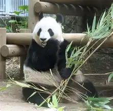 中国旅日大熊猫真真因怀孕停止见客