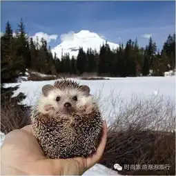 盘点萌宠爱旅行
